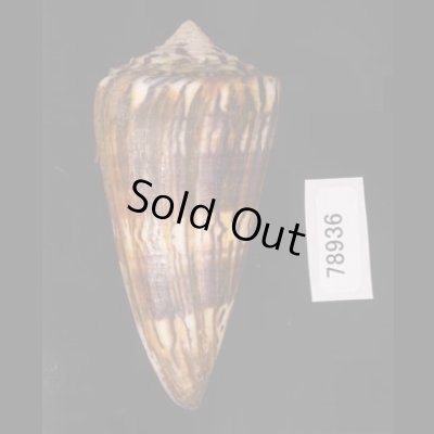 アカシマミナシ Conus generalisfig.3