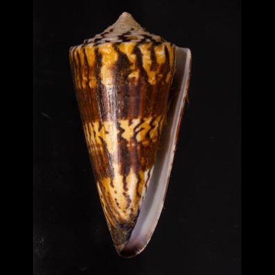 アカシマミナシ Conus generalisfig.1