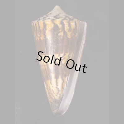 アカシマミナシ Conus generalisfig.1