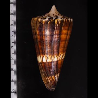 アカシマミナシ Conus generalisfig.2