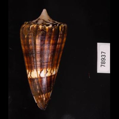 アカシマミナシ Conus generalisfig.3