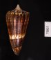 アカシマミナシ Conus generalisfig.3