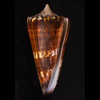 アカシマミナシ Conus generalisfig.1