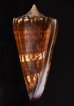 アカシマミナシ Conus generalisfig.1