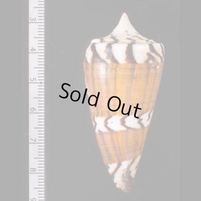アカシマミナシ Conus generalisfig.2