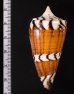 アカシマミナシ Conus generalisfig.2