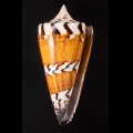 アカシマミナシ