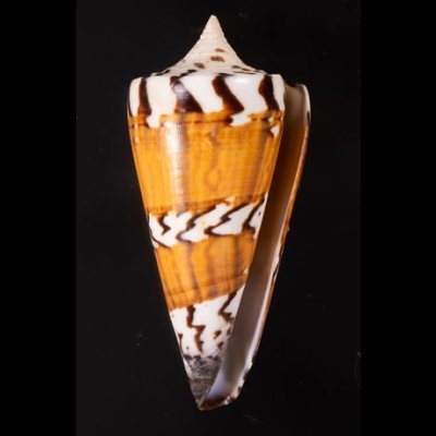 アカシマミナシ Conus generalisfig.1
