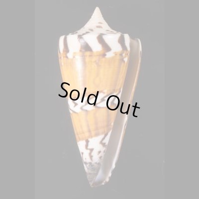 アカシマミナシ Conus generalisfig.1
