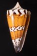 アカシマミナシ Conus generalisfig.1