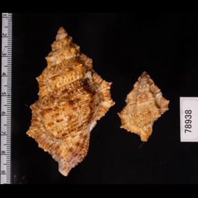 オニウネボラ Bufonaria nobilisfig.2