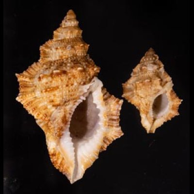 オニウネボラ Bufonaria nobilisfig.1