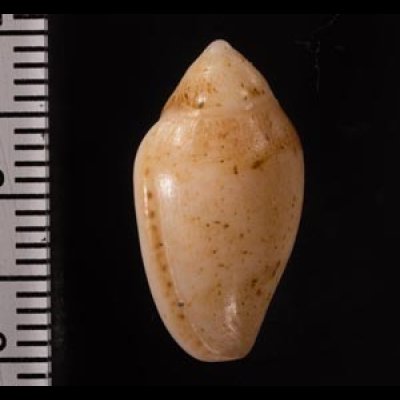 コショウヘリトリ Marginella piperata piperatafig.2