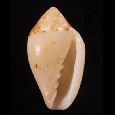 コショウヘリトリ Marginella piperata piperatafig.1