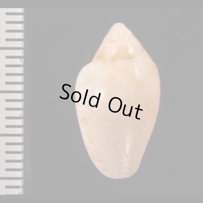 コショウヘリトリ Marginella piperata piperatafig.2