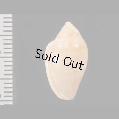 コショウヘリトリ Marginella piperata piperatafig.2