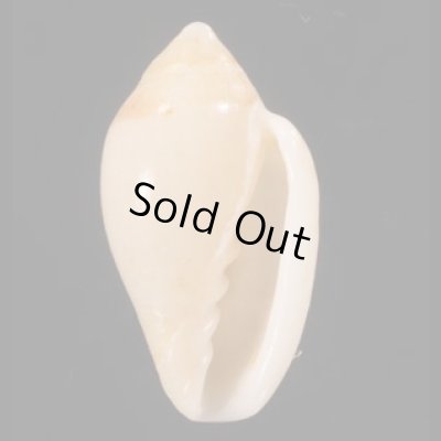 コショウヘリトリ Marginella piperata piperatafig.1