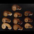 スミスエントツアツブタ Sale!