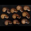 スミスエントツアツブタ Sale!