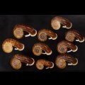 スミスエントツアツブタ Sale!