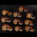 スミスエントツアツブタ Sale!
