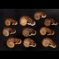 スミスエントツアツブタ Sale!