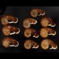 スミスエントツアツブタ Sale!