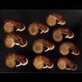 スミスエントツアツブタ Sale!