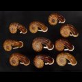 スミスエントツアツブタ Sale!