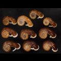 スミスエントツアツブタ Sale!