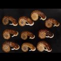 スミスエントツアツブタ Sale!