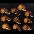 スミスエントツアツブタ Sale!