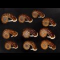 スミスエントツアツブタ Sale!