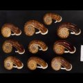 スミスエントツアツブタ Sale!
