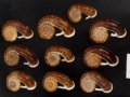 スミスエントツアツブタ Sale!