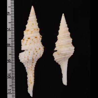 マダラクダマキ Lophiotoma indicafig.2