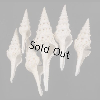 画像1: マダラクダマキ