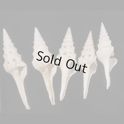 画像1: マダラクダマキ