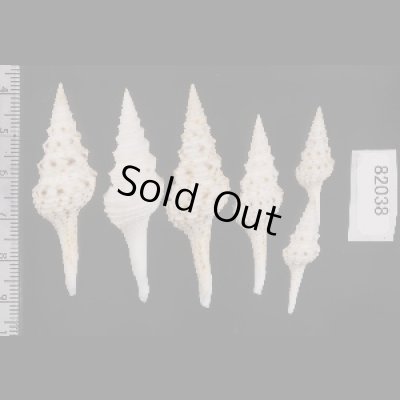 画像2: マダラクダマキ