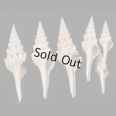 画像1: マダラクダマキ