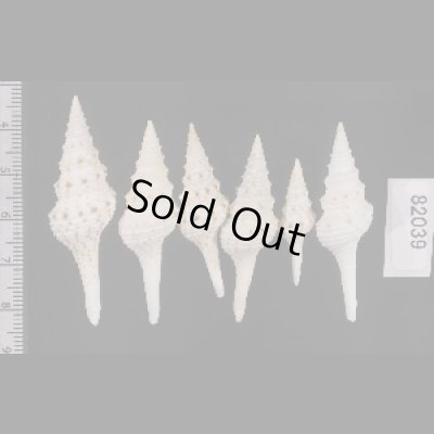 画像2: マダラクダマキ