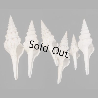 画像1: マダラクダマキ