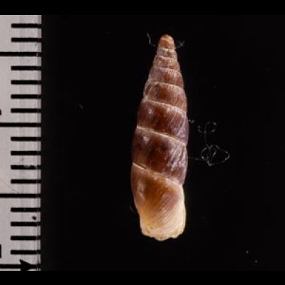 ニクサボカチギセル (仮称) Alopia nixafig.2