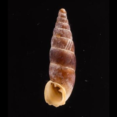 ニクサボカチギセル (仮称) Alopia nixafig.1