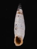 Albinaria moreletiana エロンダギセル