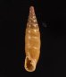 ミツアミギセル (仮称) Cochlodina laminatafig.1