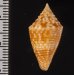 タイワンツムイモ Conus praecellensfig.2