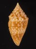 タイワンツムイモ Conus praecellensfig.3