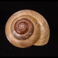 カバホクロメダママイマイ