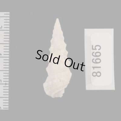 画像2: ヨロイツノブエ